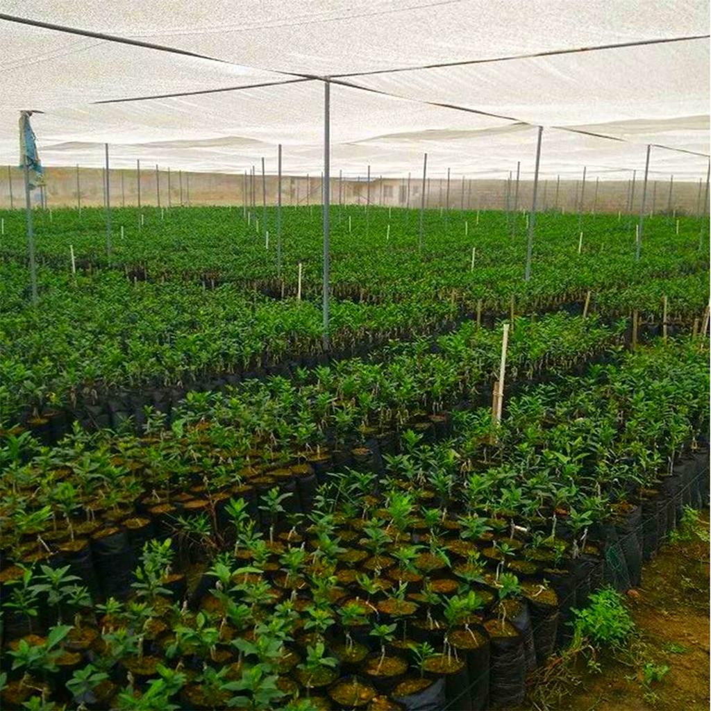 PE Plastic Nursery Bag Thicken Plant Grow Bag Seedling Pot Black Planting Sack Breathable Hole Container Garden Supplies 2/20Pcs