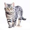 Британская короткошерстная полосатая кошка Наклейка на автомобиль Самоклеящаяся декаль Для заднего окна и бампера автомобиля Водонепроницаемая наклейка Y390