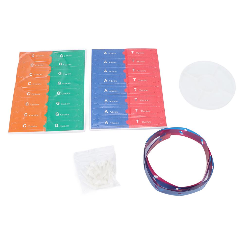 Модель ДНК человека Красочная двойная спираль Сборная модель Научная образовательная обучающая игрушка для детей