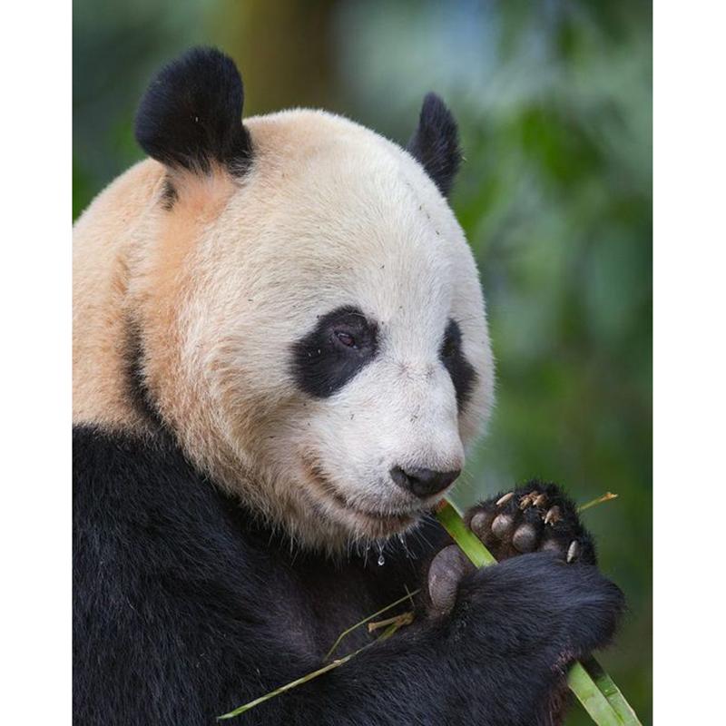 DIY Панда 5D алмазная живопись полная круглая дрель животное Алмазная вышивка крестиком мозаичные наборы настенное искусство домашний декор подарок