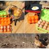 Picnic Rack Holder For Outdoor Camping Storage Boxes Egg Holder Egg Container Egg Box Storage Case