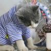for Small Cats Dogs Kitten Coat Puppy Outfit Pet Clothing Cat Jacket Dog Supplies Dog  Clothes
