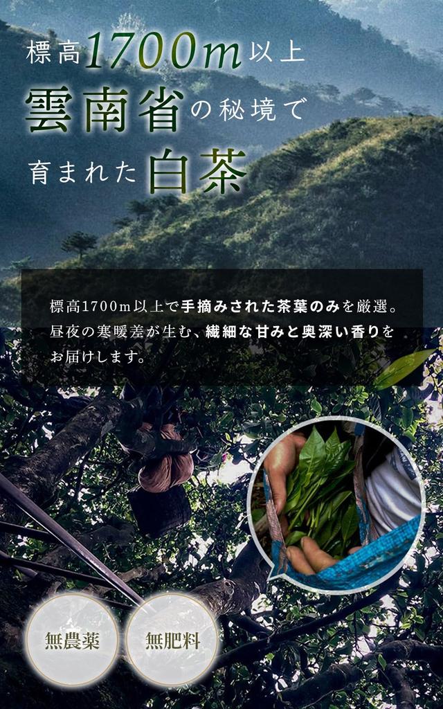 White Tea ReLa Tea Peony (White 50g)