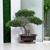 Welcoming Tree Pot Plant Bonsai Decorative Novel And Unique Multifunctional Desktop Display for
