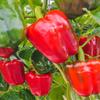 50 California Wonder Pepper Seeds - Vegetable Garden Vegetables - Reproducible Peasant Seeds - SemiWild