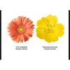PONY EFFECT - Coverstay Cushion Foundation EX - 4 Colors