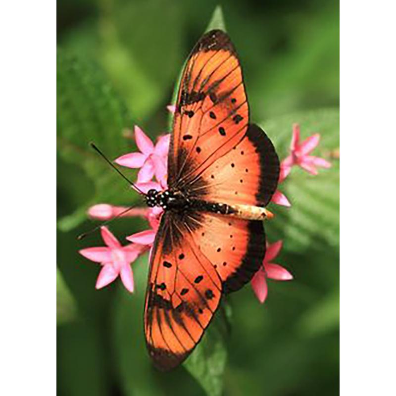 DIY Бабочка 5D алмазная живопись полная круглая дрель животное Алмазная вышивка наборы крестиков мозаика подарок настенное искусство домашний декор