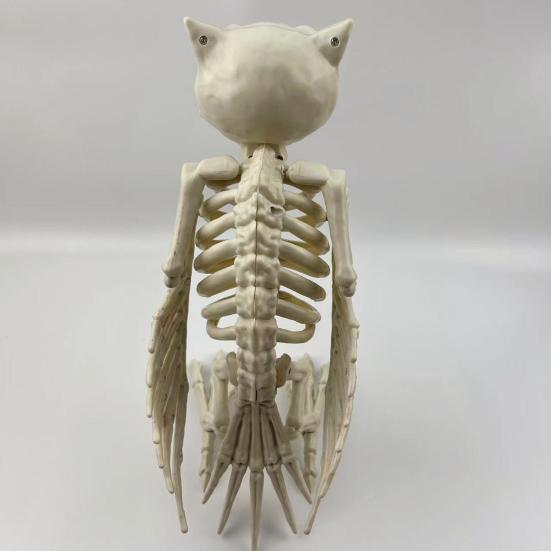 Украшение в виде скелета совы на Хэллоуин, реалистичная 12-дюймовая фигурка скелета животного, пластиковая модель кости совы для декора вечеринки в доме с привидениями
