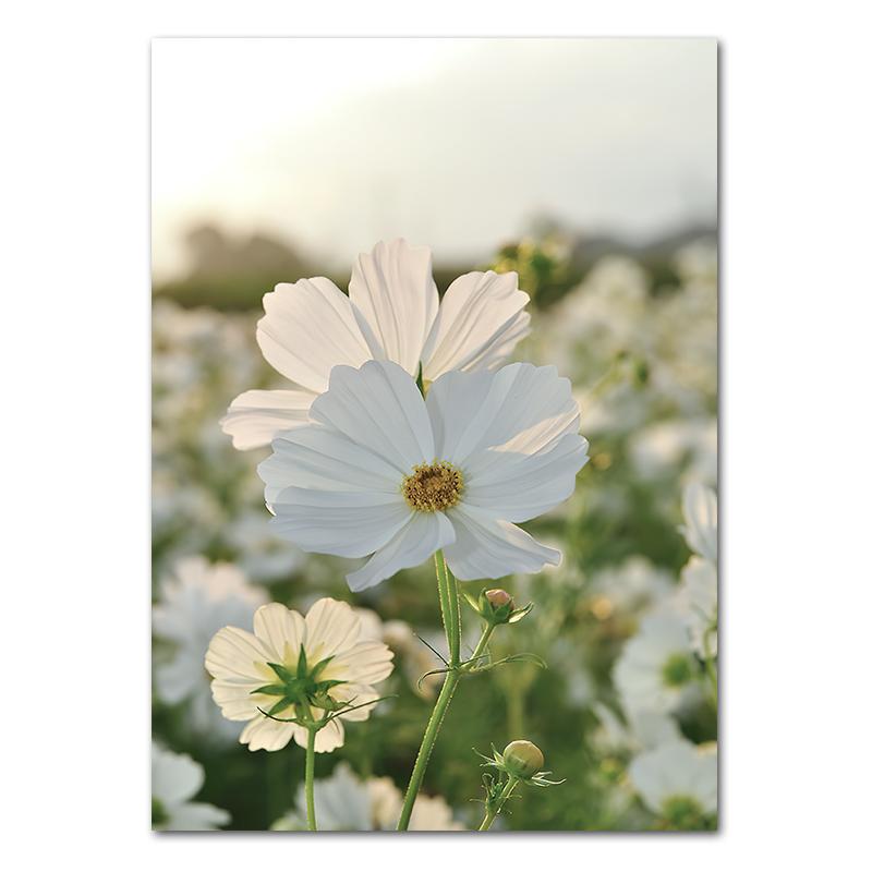 Весенние цветы тюльпаны лимон природа постеры принты джунгли олень велосипед настенные картины холст картины скандинавский домашний декор комнаты