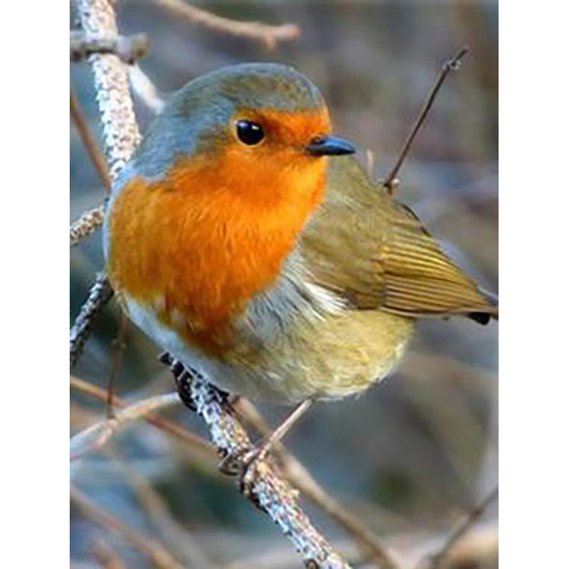 DIY 5D Diamond Painting Full Round Drill Mosaic Kit Birds Diamond Embroidery Cross Stitch Animal Needlework Wall Art Home Decor