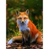 Diamond Painting Full Round  Fox Animal 5d Diamond Embroidery Cross Stitch Diy Kits Home Decor 40x50cm