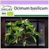 Organic - Basil Thai - 250 Seeds - Ocimum Basilicum
