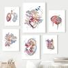 Anatomy Organs Heart Liver Lung Kidney Brain Medicine Poster and Prints Wall Art Canvas Painting Pictures for Room Home Decor