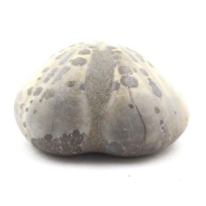 Pierres et Minéraux. Oursin Fossile, Toxaster Amplus. 126.50 ct. Claix, Isère, France.