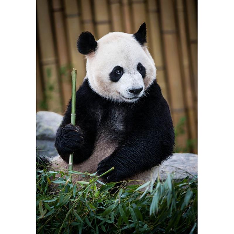 DIY Панда 5D алмазная живопись полная круглая дрель животное Алмазная вышивка крестиком мозаичные наборы настенное искусство домашний декор подарок