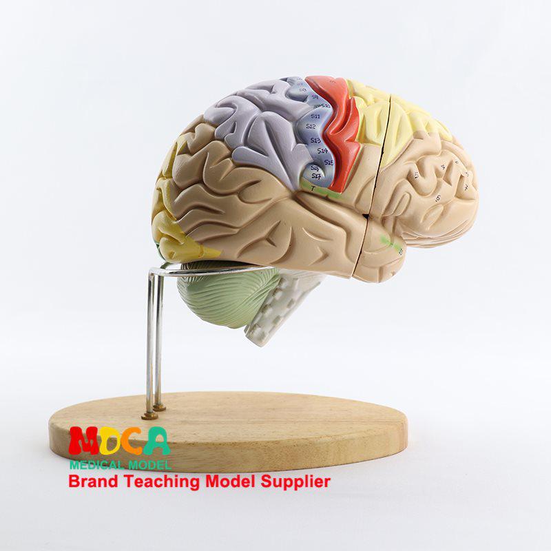 1:1 Scale Right Hemisphere Brain Model - Neocortical Structure & Functional Areas for Medical Education