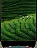 Jieying Oolong Tea Anxi Original Tie Guan Yin Fragrant New Tea Gift Box Set 250g
