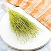 Lepidium (Lepidium Sativum) - Jasnozielone
