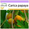 Melon Tree - 30 Seeds - Carica Papaya