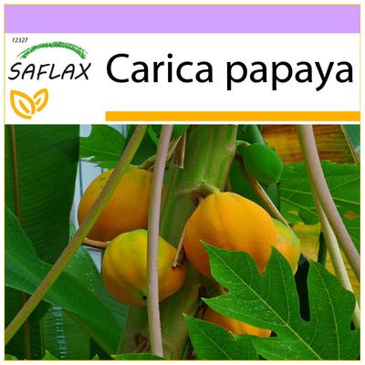 Дынное дерево - 30 семян - Carica papaya