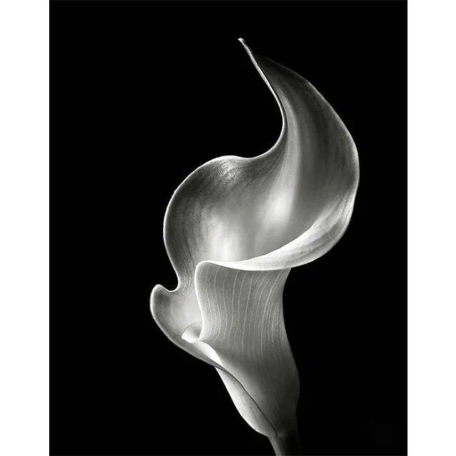 Черно-белые цветы подсолнуха, лилии, принты, постер, холст, живопись, современные настенные художественные картины для гостиной, спальни, домашний декор, без рамки