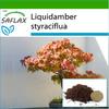 Бонсай - American Sweet Gum - 100 семян - С горшечным субстратом для лучшего выращивания - Liquidamber styraciflua