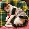 Эластичная сетчатая повязка для питомцев Предотвращает облизывание Предотвращает царапанье Защитный чехол для питомца Дышащий костюм для восстановления питомца Восстановление ран