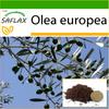 Олива обыкновенная - 20 семян - С горшечным субстратом для лучшего выращивания - Olea europea