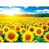 Sunflower Field Jigsaw Puzzle AL5005, Korean Popular Puzzles