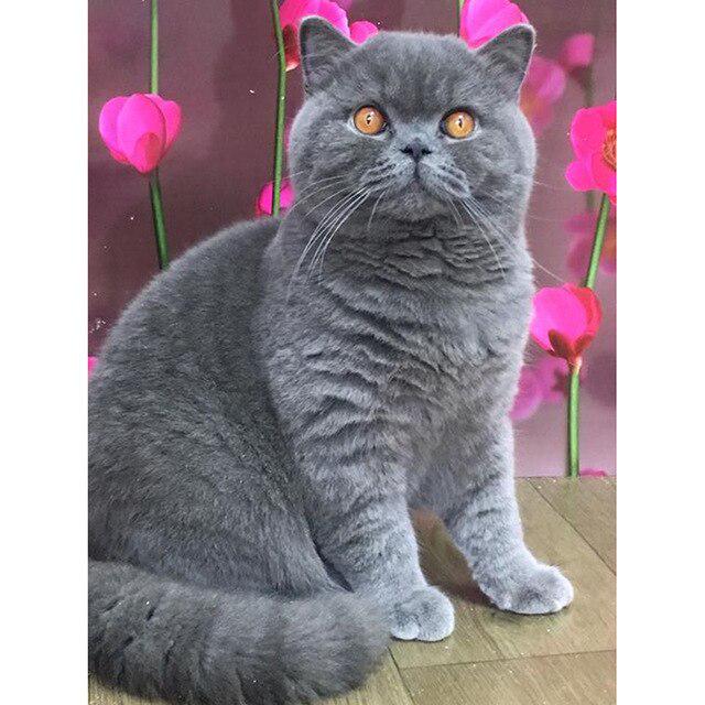 DIY 5D алмазная живопись кошка Алмазная вышивка крестиком полная круглая/квадратная картина с животными из горного хрусталя мозаика Настенный декор