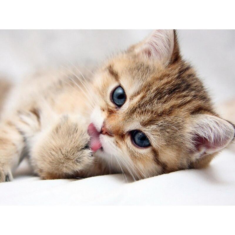 5D алмазная живопись животное милый кот Алмазная вышивка крестиком стразы полная квадратная круглая дрель фотографии искусство домашний декор