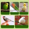 Convenient Bird Feeder Transparent Bird Food Box Bird Hanging Food Dispenser  Outdoor