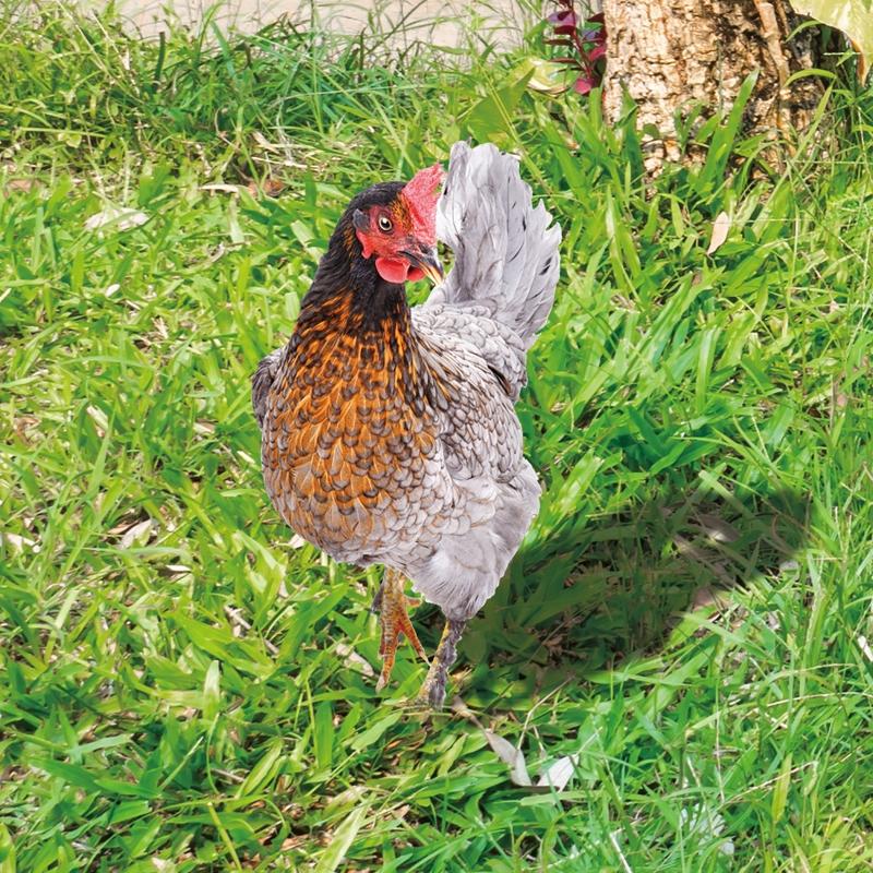 Садовые колышки в виде курицы, акриловые таблички для двора, уличная скульптура, статуэтка, украшения для горшечных растений, садовый вкладыш, декор для двора, лужайки