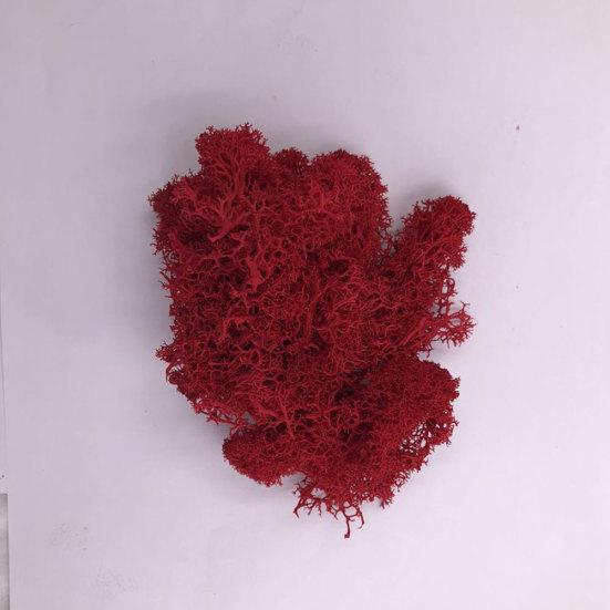 Искусственное растение консервированный цветок олений мох DIY Craft Garden Home Decor