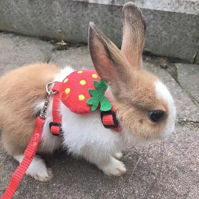 Мультяшный кролик шлейка и поводок набор прогулочных регулируемых шлейки для мелких животных кролик морская свинка талисманы аксессуары