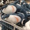 Soft Bite Shark For Children Shark Stuffed Dolls Shark Plush Toys Stuffed Animal Reading Pillow
