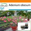 Garden in the Bag - Бонсай - Роза пустыни - 8 семян - С субстратом в подходящем пакете - Adenium obesum