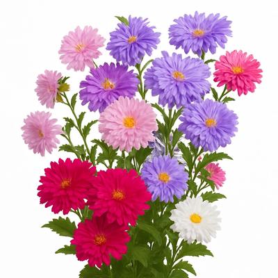 100 семян астры (Каллистефус китайский)