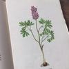 [USED] Czech Plant Encyclopedia Botanical Art Junk Journal