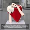 ПВХ модель плечевого сустава с основанием для учебных занятий