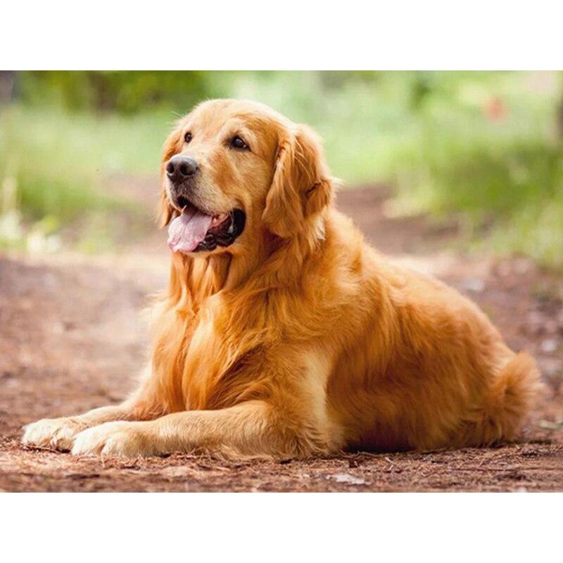 5D DIY Алмазная картина Набор Собака Искусство Алмазная вышивка Стразы Украшения для дома