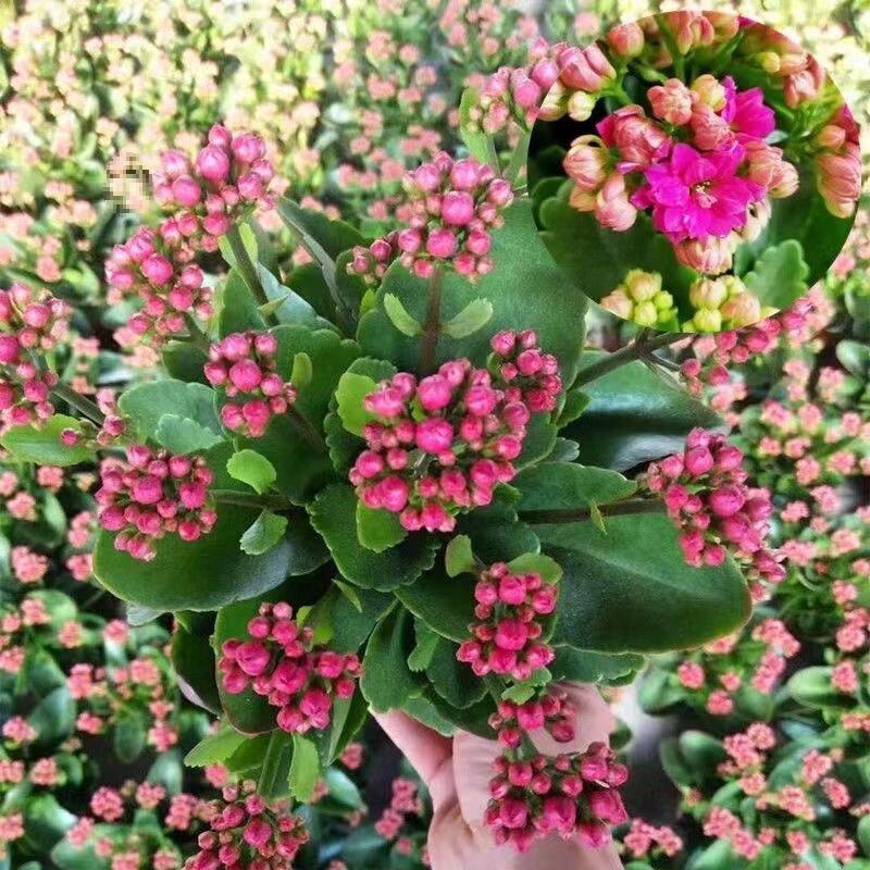 [Kalanchoe Double Petal] Four-Season Blooms Potted Plant for Indoor Balcony with Buds