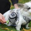 Multifunction Puppy Snack Reward Waist Bag Portable Dog Poop Dispenser  Puppy