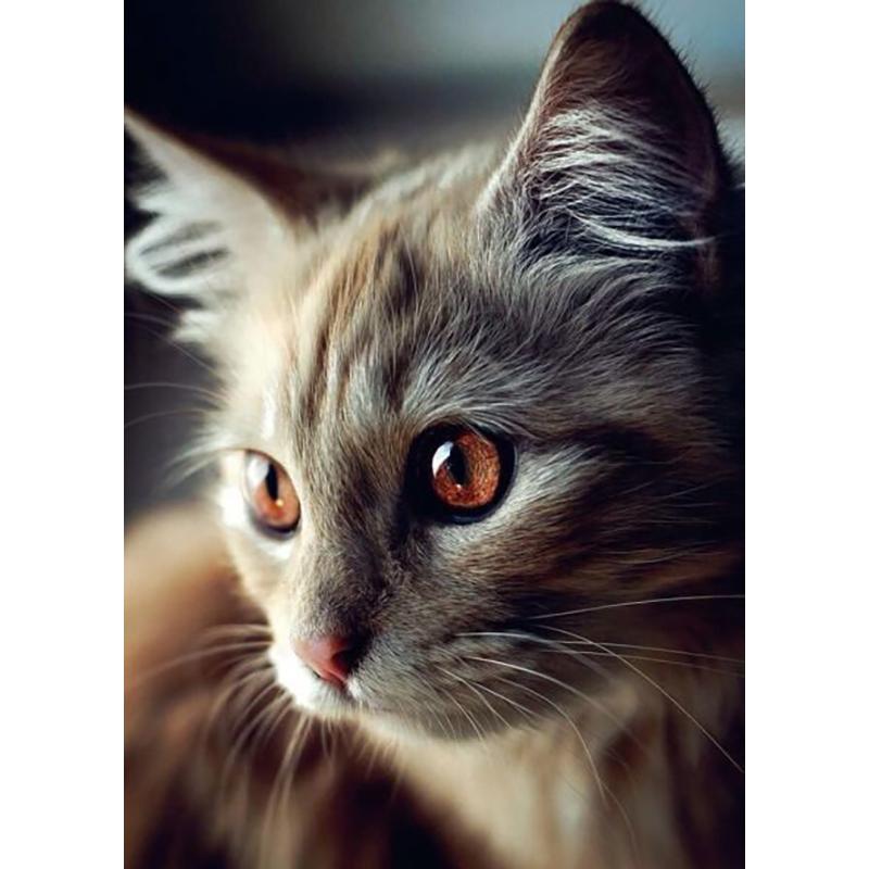 DIY 5D алмазная живопись животные вышивка кошка наборы крестиков полная круглая дрель мозаика со стразами настенная живопись подарок домашний декор