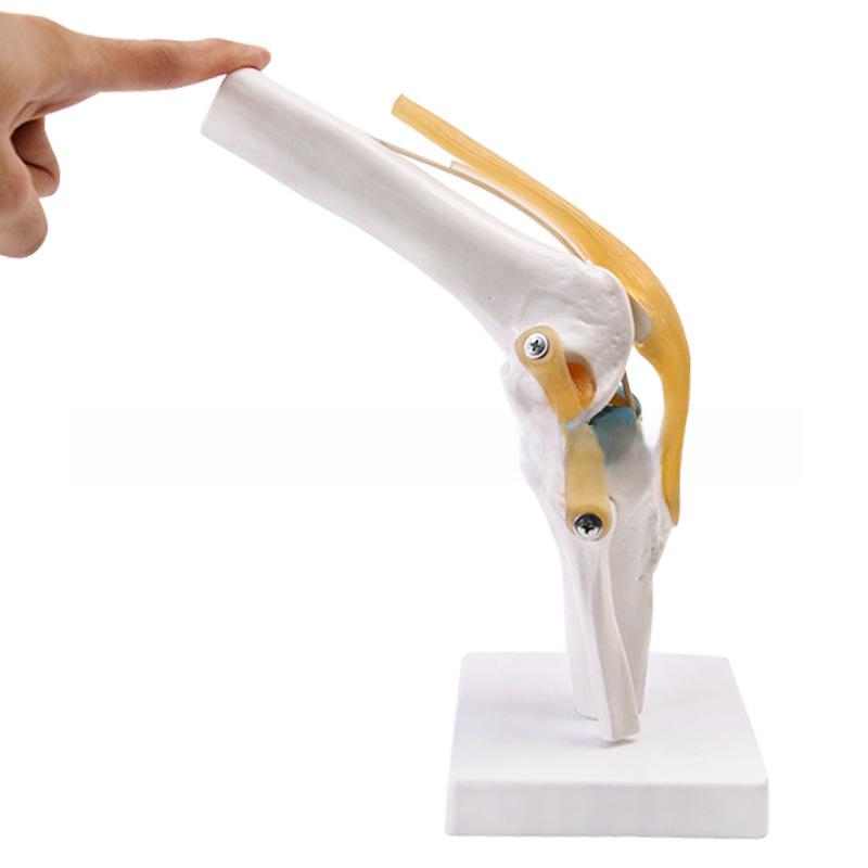 Набор моделей натуральных человеческих суставов: Колено, Плечо, Локоть, Рука, Стопа, Бедро