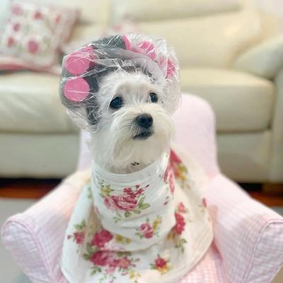1 шт.-Милая одежда для кошек - Милая кудрявая шляпа для маленьких питомцев, Аксессуары для питомцев, Парик для кошки