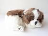 [Ninya and Kino] Perfect Pet Shih Tzu S Size (approx. 22cm) Stuffed Toy Dog Realistic Lifelike Stomach Moves As If Breathing Soundly