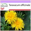 Dandelion - 200 Seeds - Taraxacum Officinale