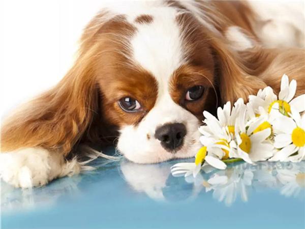 DIY 5d алмазная живопись кошка полная квадратная/круглая дрель Алмазная вышивка крестиком животное мозаика картина домашний декор