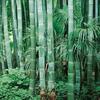 30 SEEDS of Bamboo PHYLLOSTACHYS PUBESCENS-FRESH SEEDS